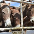 'Brutal' donkey skin trade banned by the African Union
