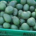 AFA issues new rules for avocado harvesting season