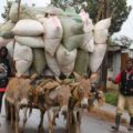 Animal welfare groups push for donkey's rights at AU's summit