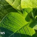 Australia holds Chinese man over suspected North Korea tobacco smuggling
