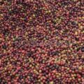 Coffee farmers earn Sh822.5 million from weekly auction