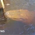 'Frozen' alligators still alive in icy cold waters
