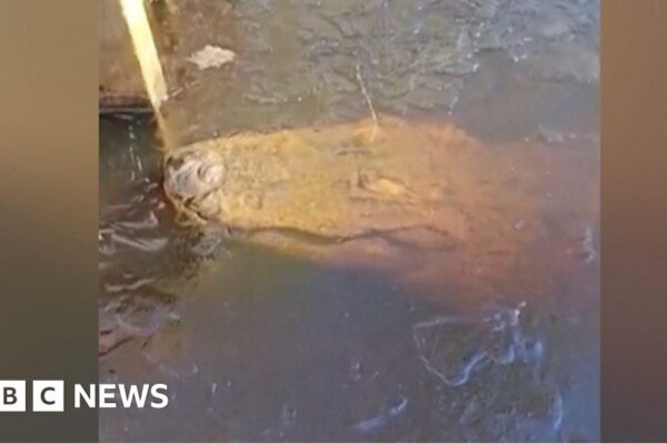 ‘Frozen’ alligators still alive in icy cold waters