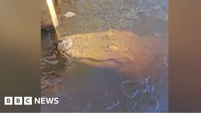 ‘Frozen’ alligators still alive in icy cold waters