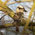 Kookaburra spotted living in Suffolk countryside