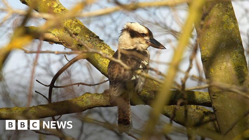Kookaburra spotted living in Suffolk countryside