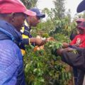 Licensing issues causing delays in coffee milling for Kenyan farmers