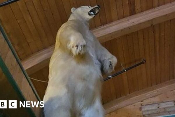 Massive taxidermy polar bear stolen in bizarre Canadian heist
