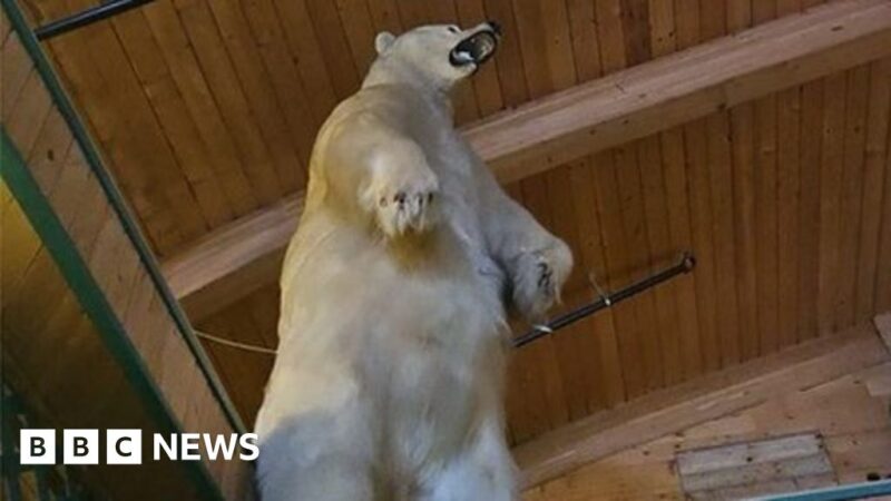 Massive taxidermy polar bear stolen in bizarre Canadian heist
