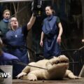 Nebraska zoo extracts 70 coins from white alligator's stomach