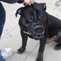 Police chief warns of XL bully challenges as ban begins