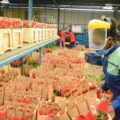 State blamed for slow growth of flower sector