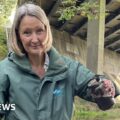 Toxic run-off from roads not monitored, BBC finds