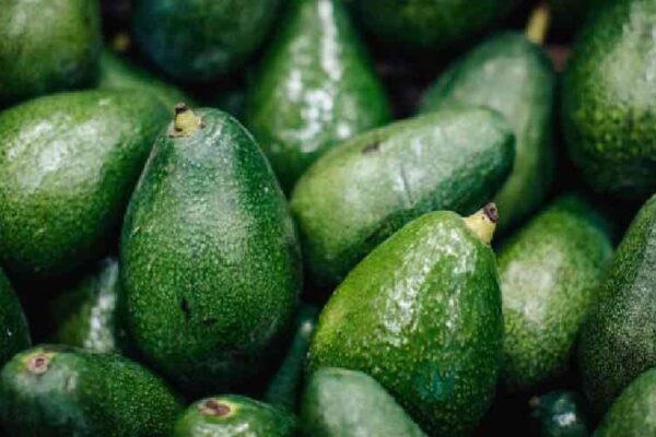 Two merchants arrested in possession of immature avocados