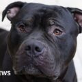 What is an American XL bully and why are they being banned?