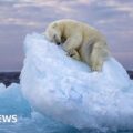 Wildlife Photographer of the Year People's Choice Award winner