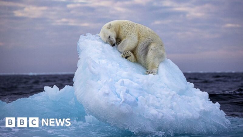 Wildlife Photographer of the Year People's Choice Award winner