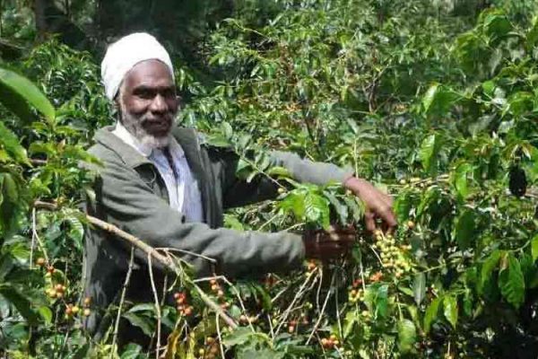 Coffee market fetch Sh957 million after the Christmas break